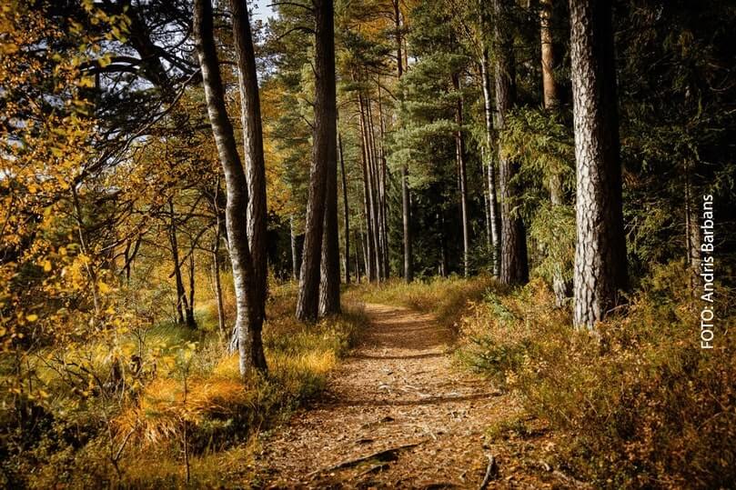 forest